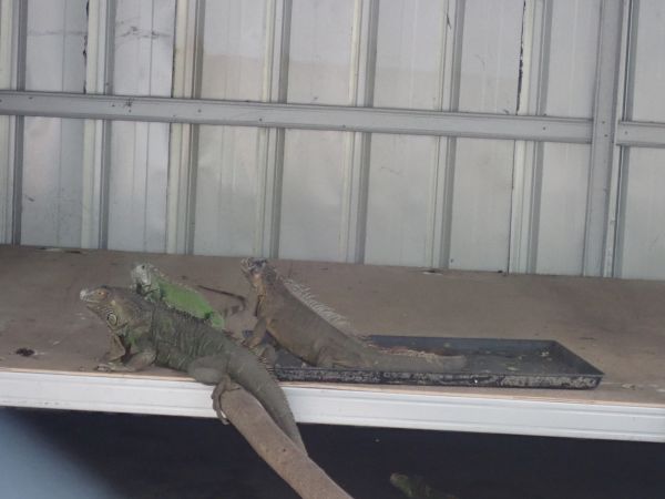 Iguana Removal