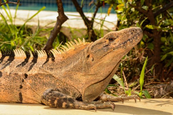 Iguana Control