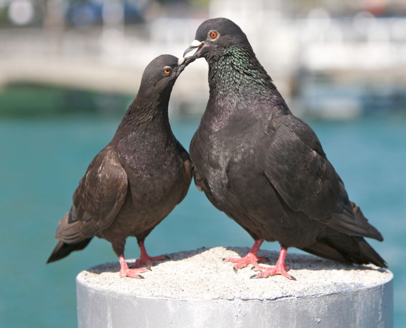 Commercial Bird Removal