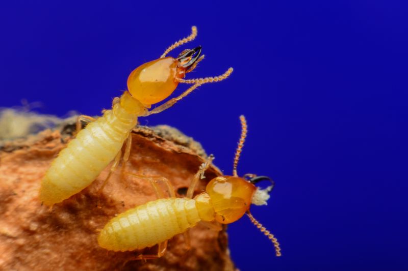 Commercial Termite Removal