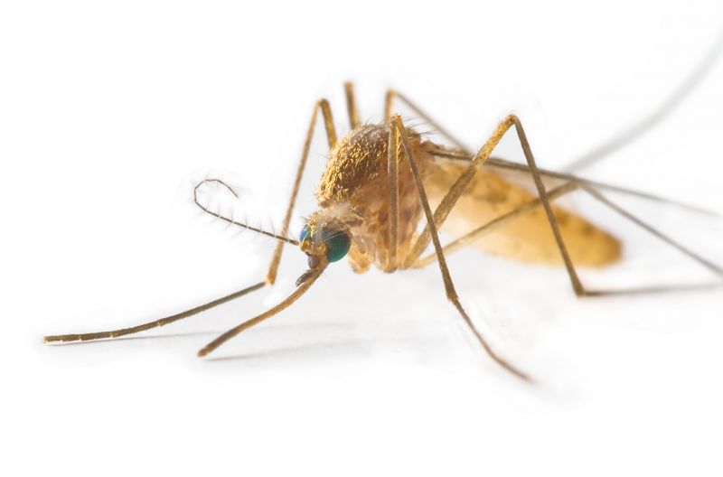 Fly And Mosquito Control Strategies