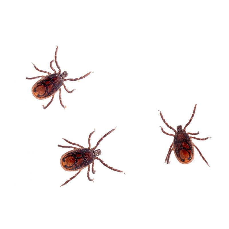 How Flea And Tick Infestations Impact Commercial Properties