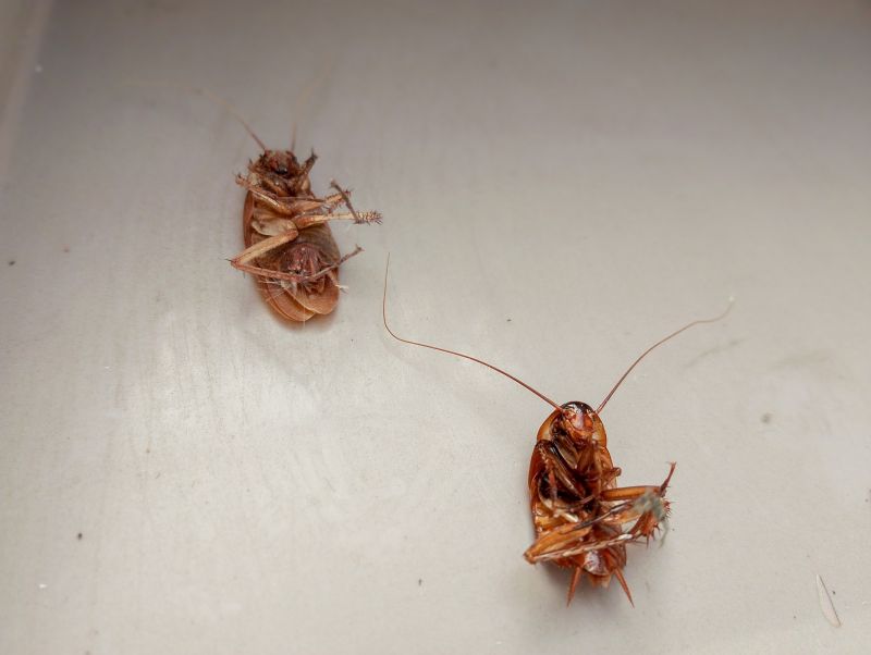 How Roaches Enter Buildings And Spread Quickly