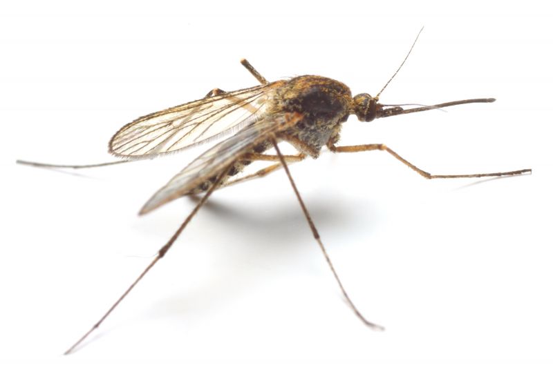 Signs Your Property Needs Professional Mosquito Or Fly Treatment