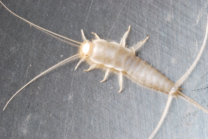 Silverfish Removal