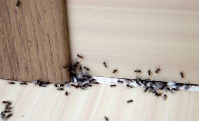 Why Ant Infestations Keep Returning Without Professional Treatment