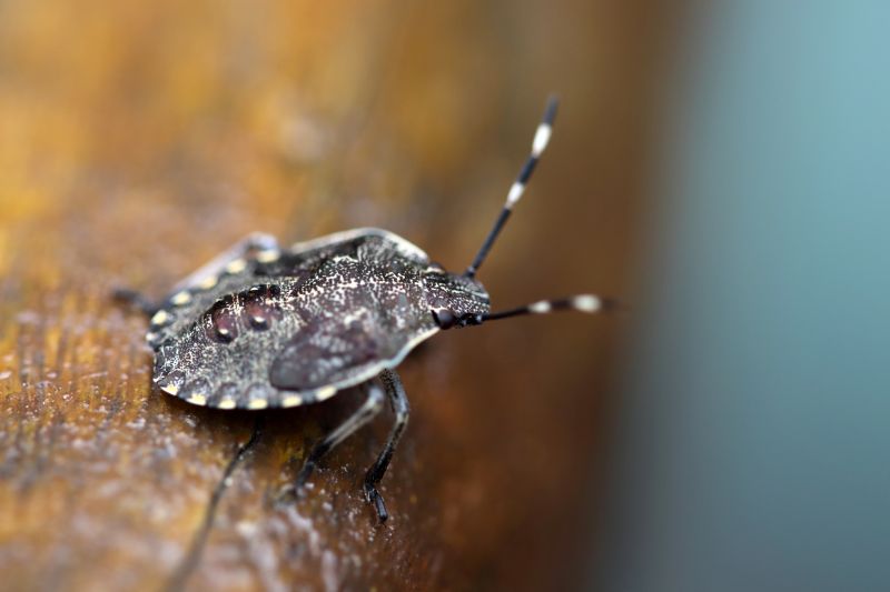 Why Professional Stinkbug Pest Control Is More Effective Than Diy Methods